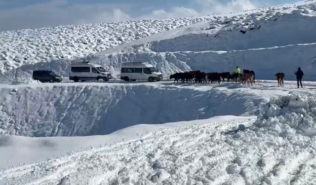 Muş’ta Yoğun Kar Yağışı: 200 Koyun ve 5 Araç Mahsur Kaldı