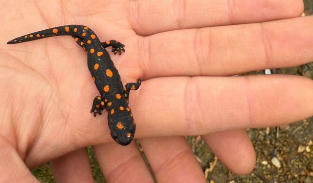 Van Bahçesaray’da nadir görülen benekli semender görüntülendi