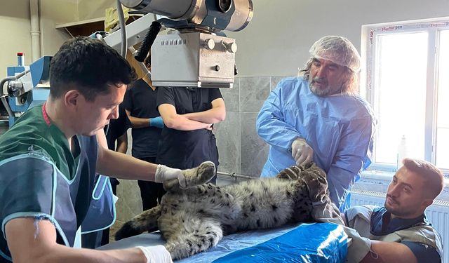 Van’da Bitkin Vaşak Tedavi Altına Alındı