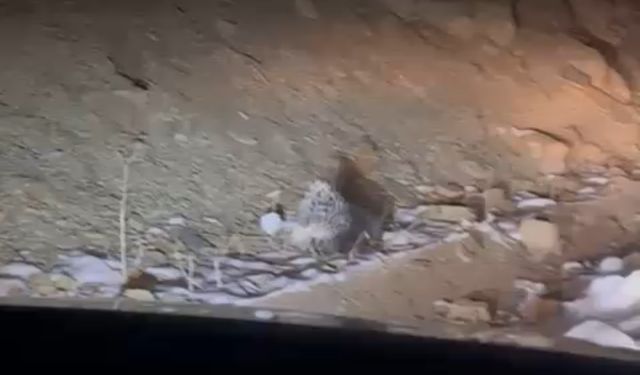 Bölge İlde Nadir Görülen Hint Oklu Kirpi Kameraya Yansıdı