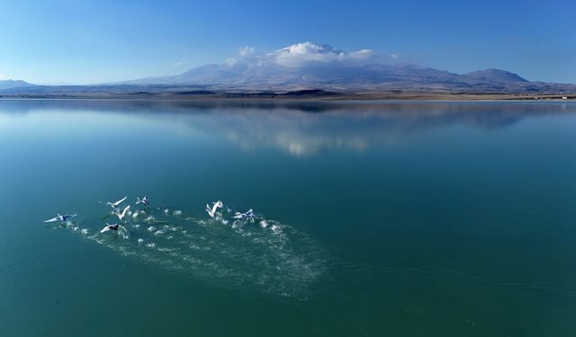 Süphan Dağı manzarasında kuğuların dansı
