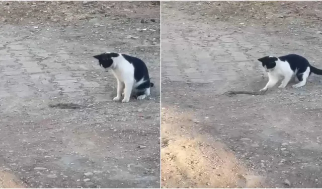 Kedi, Fareyle Oynar Gibi Yılanla Oynadı: O Anlar Kamerada