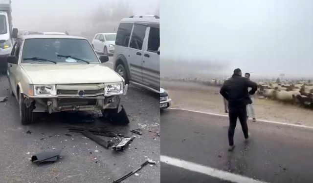 Seyir halindeki araç sürüye çarptı: 3 koyun telef oldu