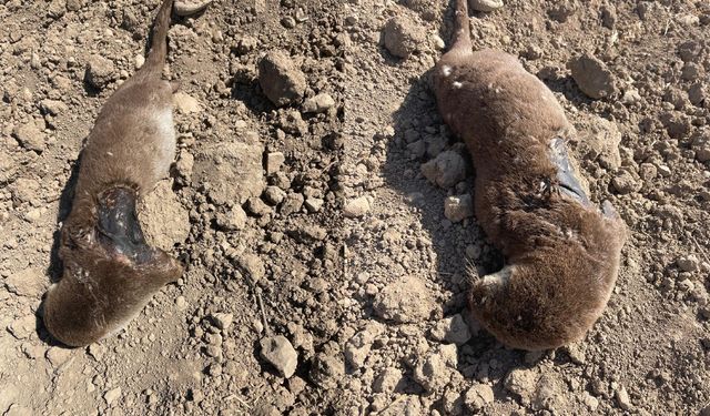 Batman’da koruma altındaki su samuru telef halde bulundu