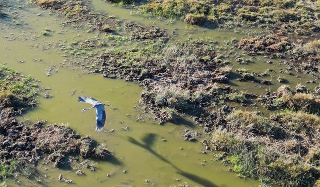 Bitlis’te Göç Etmeyen Kuşlar Sıcak Sulara Sığındı