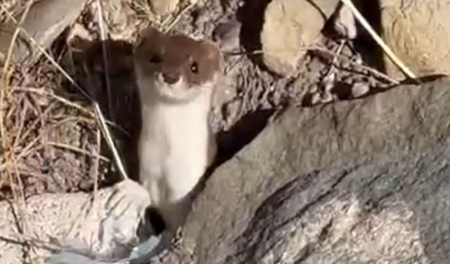 Beyaz Gelincik Hakkari'de Görüntülendi
