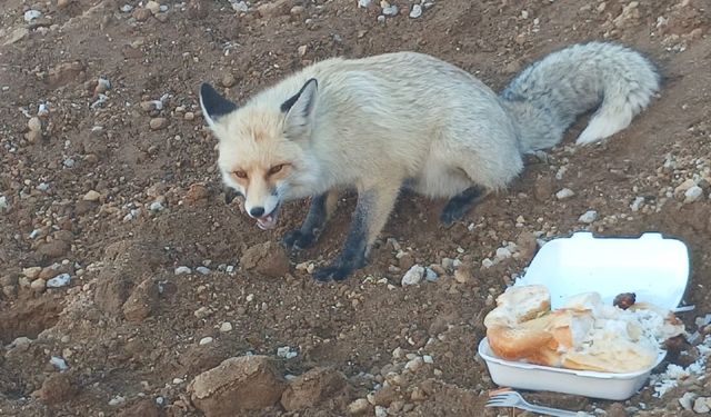 Ahlat’ta Pomza Ocağının Maskotu Tilki 3 Yıldır İşçilerle Dostluk Kuruyor