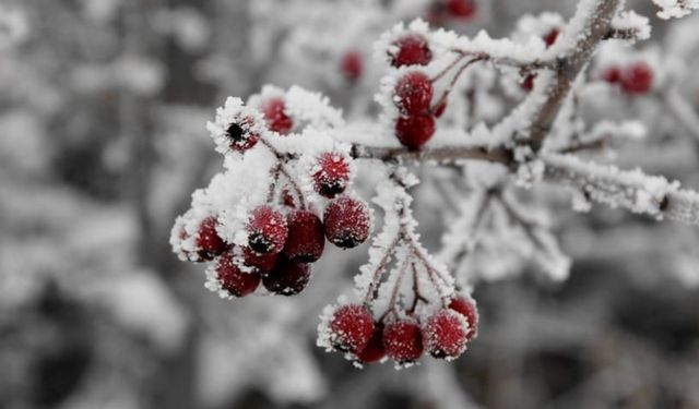 Zirai dondan etkilenen çiftçilere destek ödemesi hesaplara aktarıldı