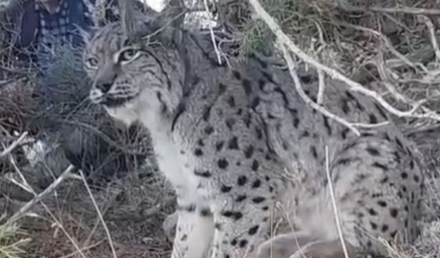 Ormanın Kralı Vaşak Van'da Görüntülendi