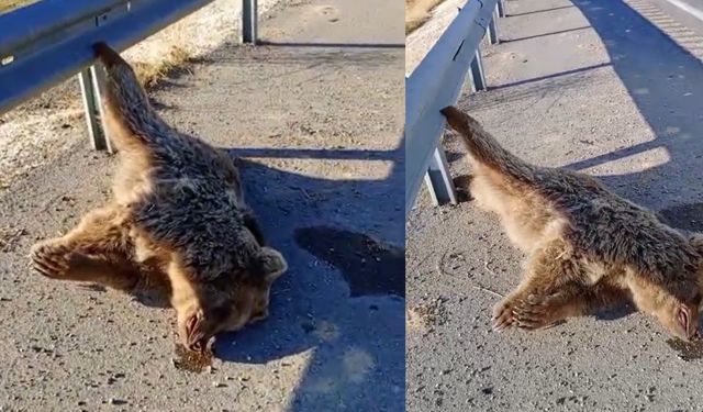 Van’da kara yoluna çıkan ayı araç çarpması sonucu telef oldu