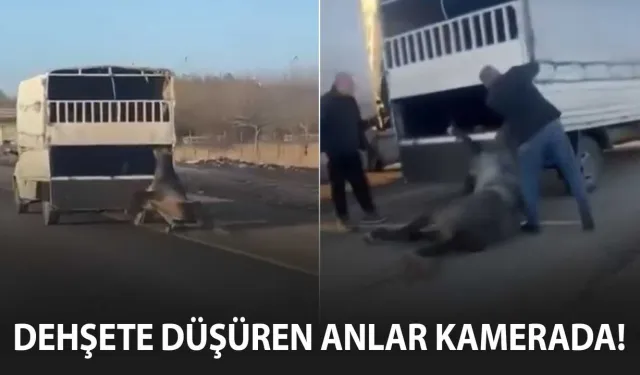 Kamyonetin arkasına bağladığı atı dakikalarca sürükledi