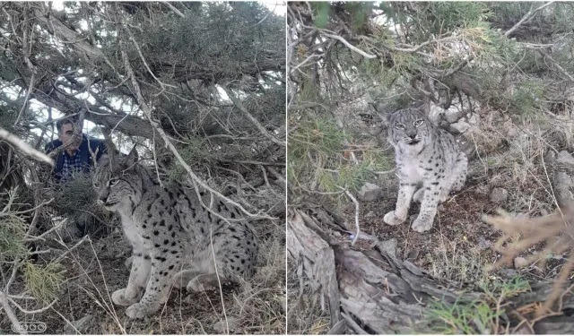 Van’da Nesli Tehlike Altındaki Vaşak Kameralara Yansıdı