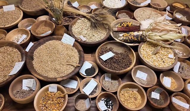 12 Bin Yıllık Ata Mirası “Iza Buğdayı” Yeniden Toprakla Buluştu