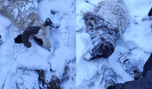 Van'da kurtların saldırdığı sürüde 70 koyun telef oldu