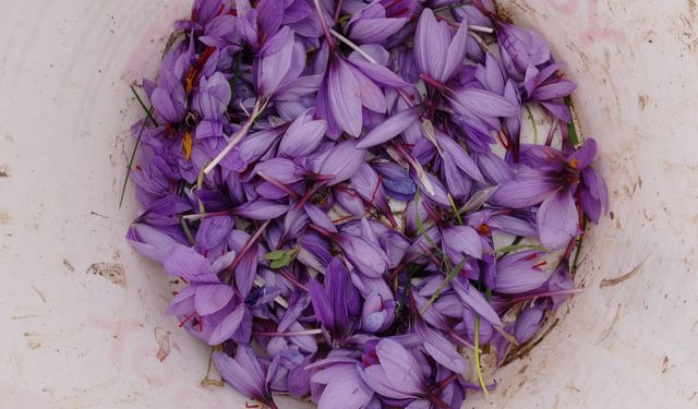 Gramı 600 TL Olan Safran Yok Satıyor