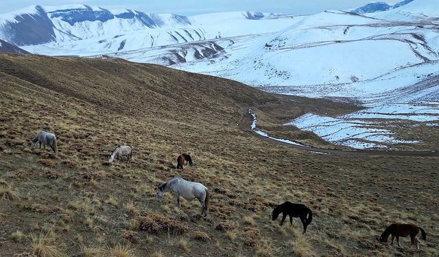 Nemrut Kalderası’nda At Sürüsünün Yolculuğu