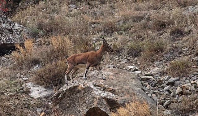 Dağ Keçileri Yol Kenarına İndi: Sürücüler ve Doğaseverler O Anları Kaydetti