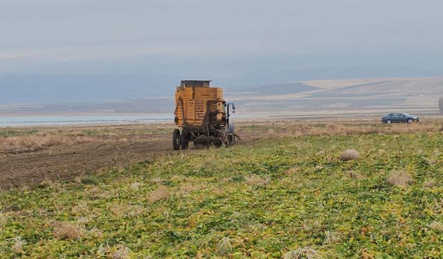 Adilcevaz’da Şeker Pancarı Hasadı Yoğun Tempoyla Devam Ediyor
