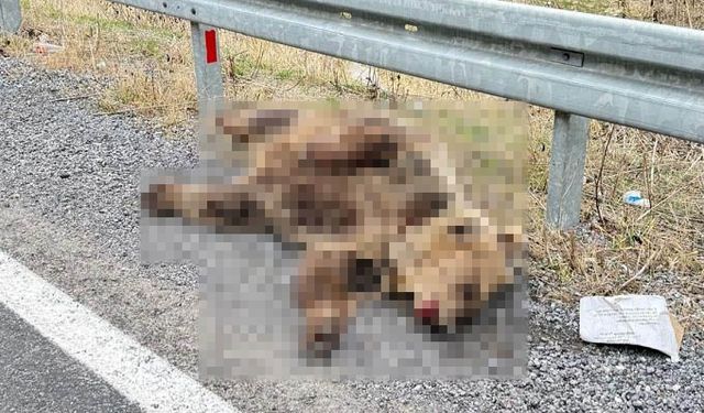 Yol Kenarına İnen Ayı Araç Çarpmasıyla Telef Oldu