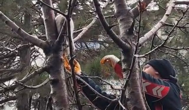 Tatvan’da Ağaçta Mahsur Kalan Kedi İtfaiye Tarafından Kurtarıldı