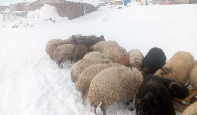 Karla Mücadele, Bitlis'teki Türkiye’nin En Yüksek Köyünde Besiciliği Zorlaştırdı