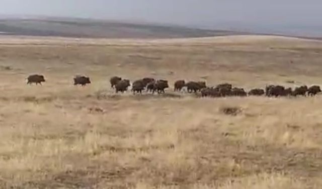 Malazgirt’te Büyük Yaban Domuzu Sürüsü Şaşkınlık Yarattı