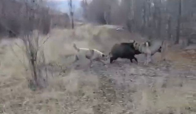 Muş’ta yaban domuzu ile çoban köpeklerinin kovalamacası kamerada