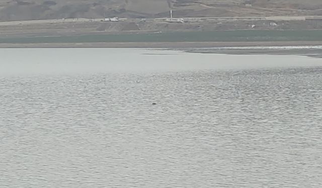 Van'da Sıhke Göleti’ne giren inek telef oldu