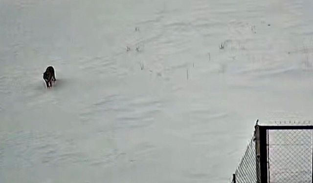 Tatvan’da kurt güvenlik kamerasına yansıdı