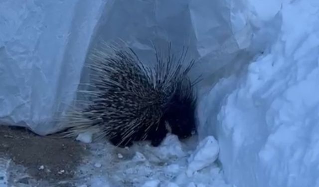 Nadir Tür Görüntülendi: Hint Oklu Kirpi Kamerada