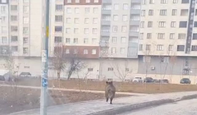 Bitlis’te yaban domuzu ilçe merkezinde paniğe yol açtı