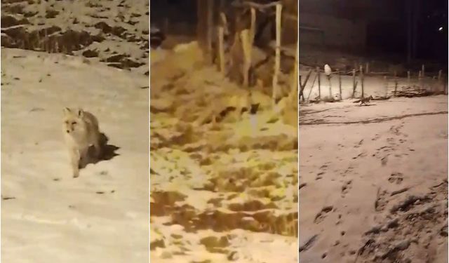 Kar Altında Aç Kalan Tilki ve Yavrusu Köyde Görüntülendi
