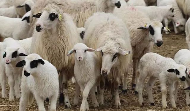 TİGEM, 1200 Küçükbaşı İhaleyle Ne Zaman Satışa Çıkarıyor?