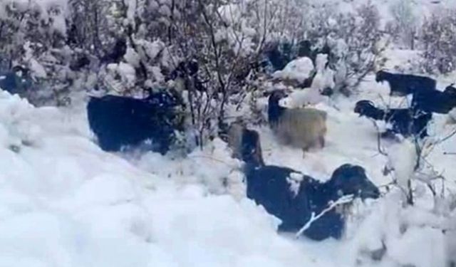 Hizan’da aniden bastıran kar, hayvan sürülerini zor durumda bıraktı