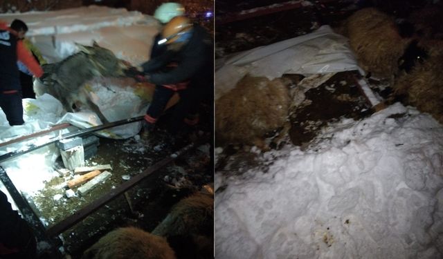 Van’da Karın Ağırlığı Ahırı Çökertti: 5 Küçükbaş Telef Oldu