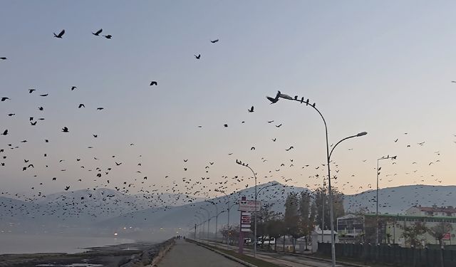 Tatvan Sahilinde Gökyüzünü Karartan Karga Sürüsü Şaşkınlık Yarattı