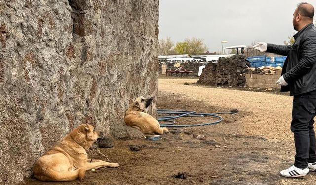 Diyarbakır’da sokak hayvanlarına kuduz aşısı uygulandı