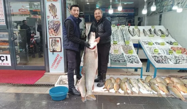 67 Kiloluk Turna Balığı Ziyaretçilerin Gözdesi Oldu