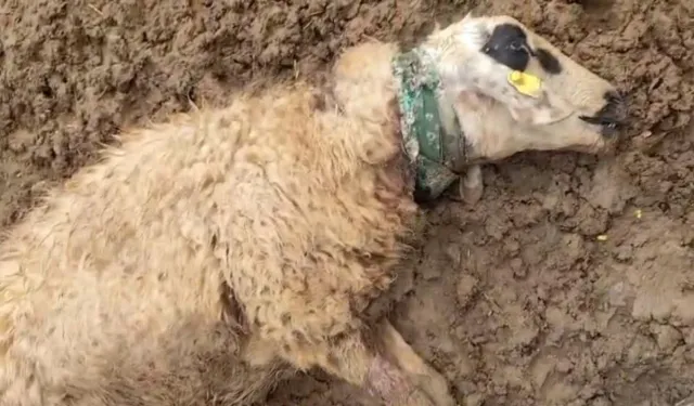 Kurt Sürüye Saldırı: 18 koyun telef oldu