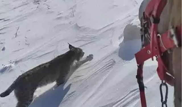 At Sırtında Vaşakla Karşılaştı: O Anlar Kamerada