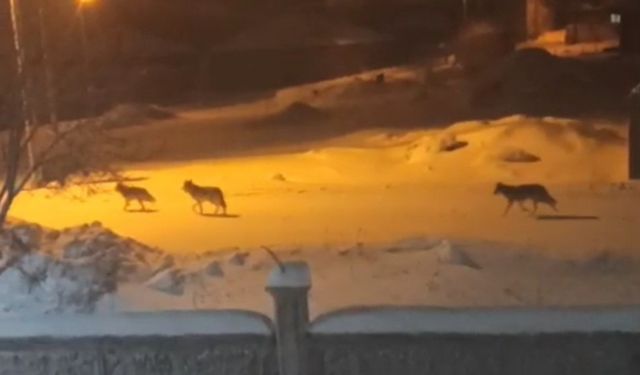 Başkale’de Aç Kalan Kurtlar İlçe Merkezine İndi