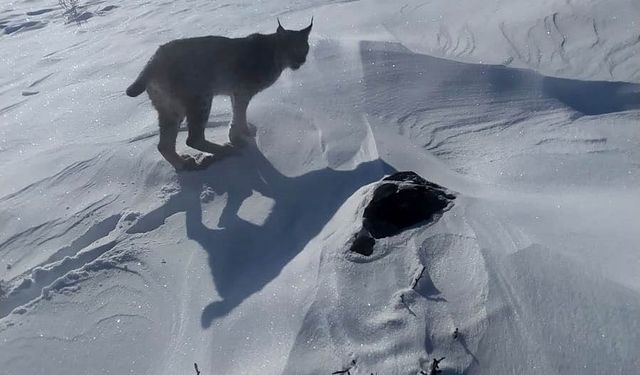 Nesli Tehlike Altındaki Vaşak Görüntülendi