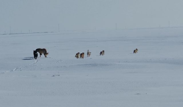 Adilcevaz’da Başıboş Sokak Köpekleri Tedirgin Ediyor