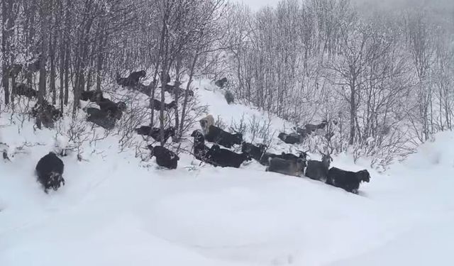 Yaban Domuzunun Saldırısına Uğrayan Çoban Böyle Görüntülendi