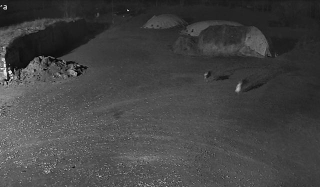 Aç Kurtlar Köpeği Alıp Götürdü: O Anlar Kamerada