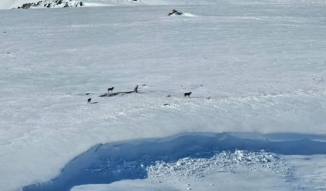 Aydınlar Beldesinde Kurt Sürüsü Dron Kamerasına Yansıdı