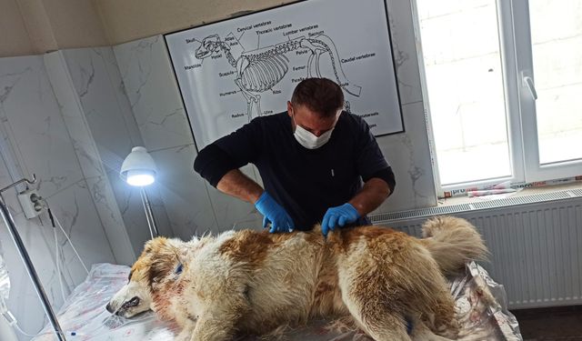 Kurdun saldırısına uğrayan köpek yaralandı