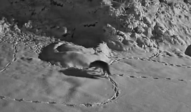 Aç Kalan Kurt Mezraya İndi, O Anlar Kamerada