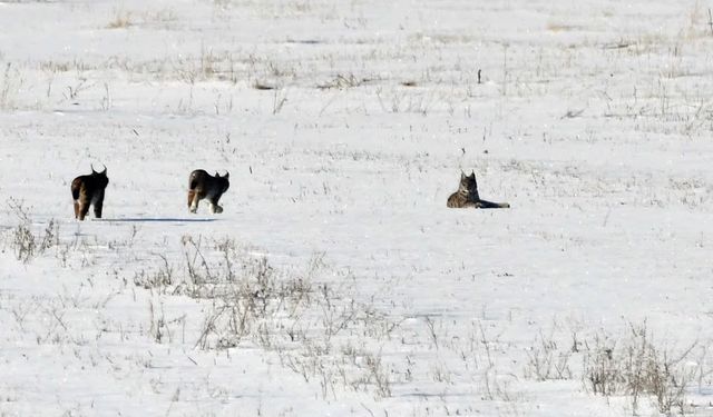 Vaşak Ailesi Kar Altında Görüntülendi