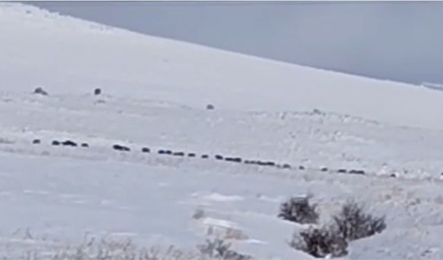 Tatvan kırsalında domuz sürüsü karlar arasında görüntülendi